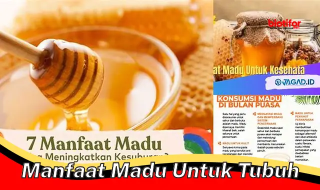 Temukan Manfaat Madu untuk Tubuh yang Jarang Diketahui - Biotifor