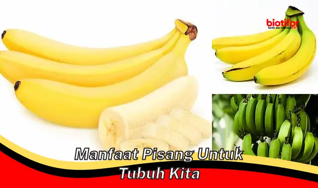 manfaat pisang untuk tubuh kita