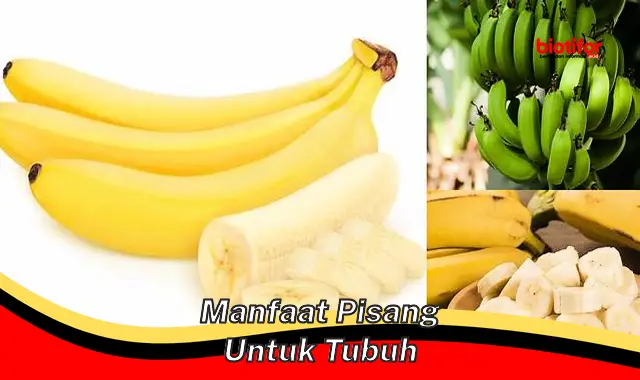 manfaat pisang untuk tubuh