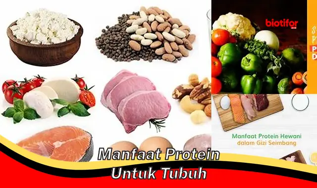 Ungkap Manfaat Protein yang Jarang Diketahui untuk Tubuh