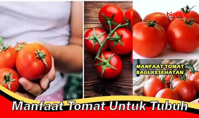 manfaat tomat untuk tubuh