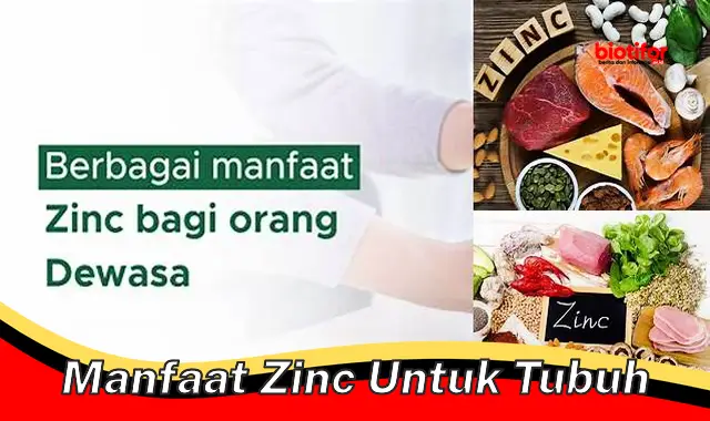 manfaat zinc untuk tubuh