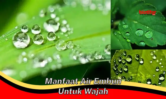 manfaat air embun untuk wajah