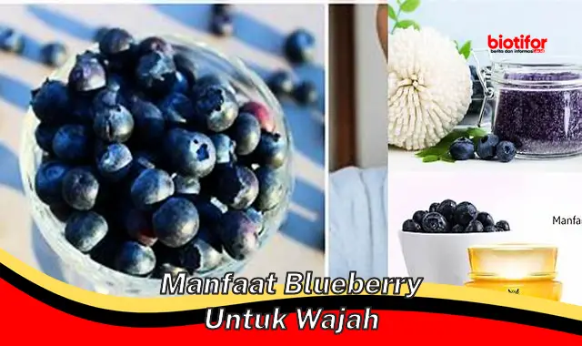 manfaat blueberry untuk wajah