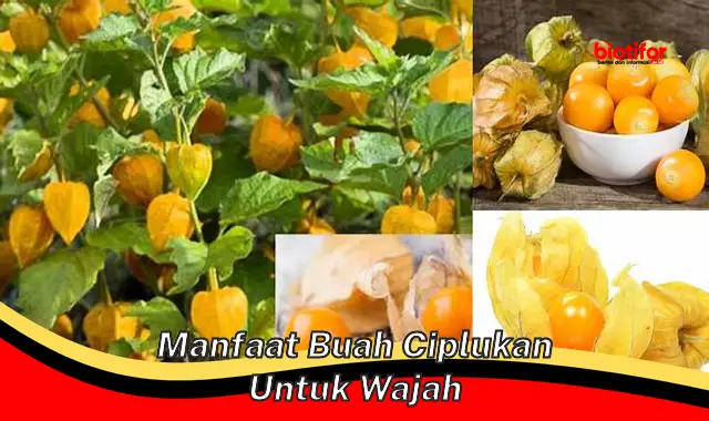 manfaat buah ciplukan untuk wajah