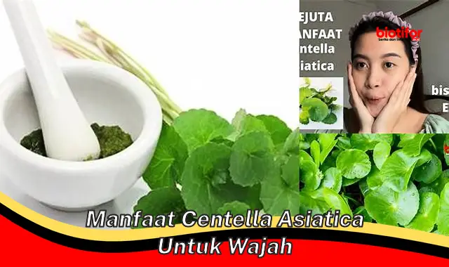 manfaat centella asiatica untuk wajah