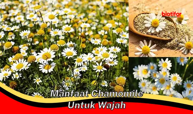 manfaat chamomile untuk wajah