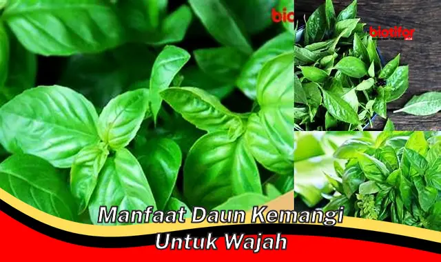 manfaat daun kemangi untuk wajah