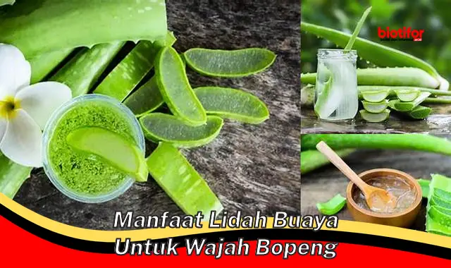 manfaat lidah buaya untuk wajah bopeng