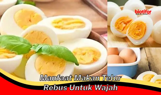 manfaat makan telur rebus untuk wajah