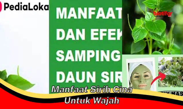 manfaat sirih cina untuk wajah