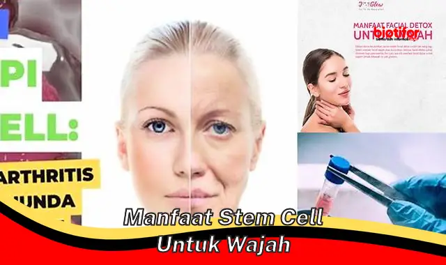 manfaat stem cell untuk wajah