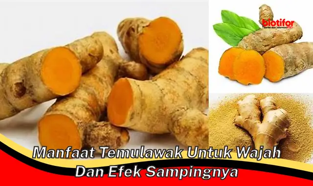 manfaat temulawak untuk wajah dan efek sampingnya