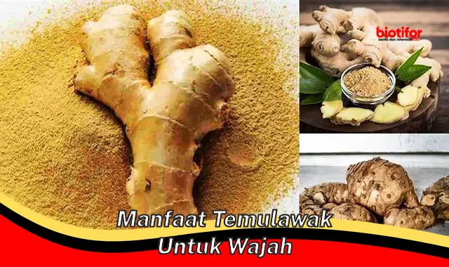 Temukan Manfaat Temulawak untuk Wajah yang Jarang Diketahui