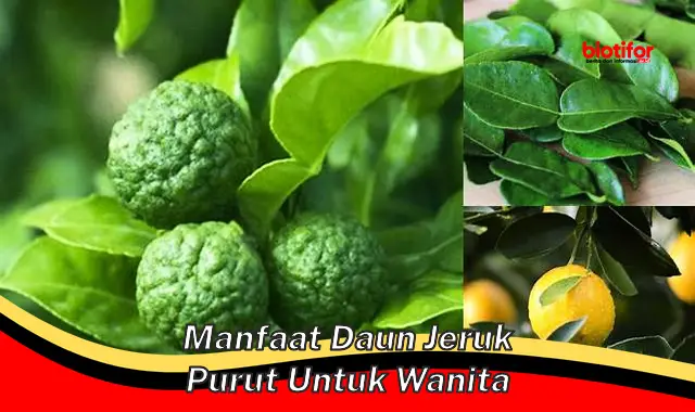 manfaat daun jeruk purut untuk wanita