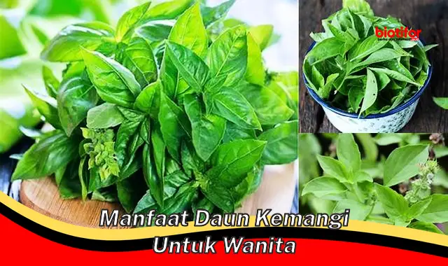 manfaat daun kemangi untuk wanita