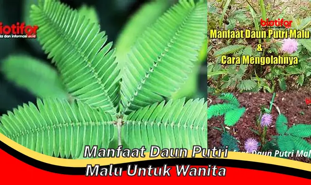 manfaat daun putri malu untuk wanita