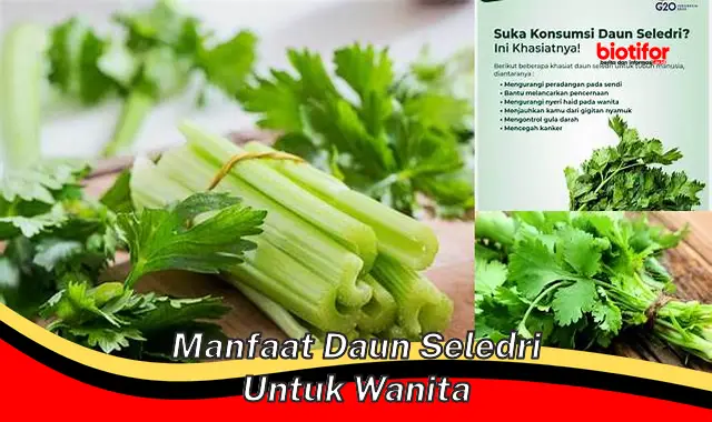 manfaat daun seledri untuk wanita