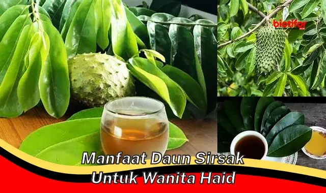 manfaat daun sirsak untuk wanita haid