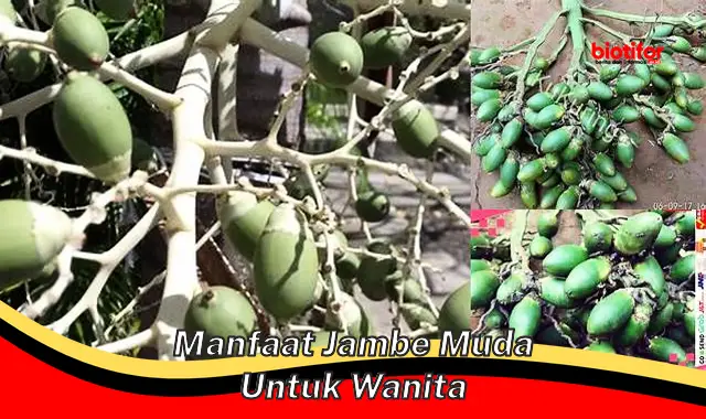 manfaat jambe muda untuk wanita