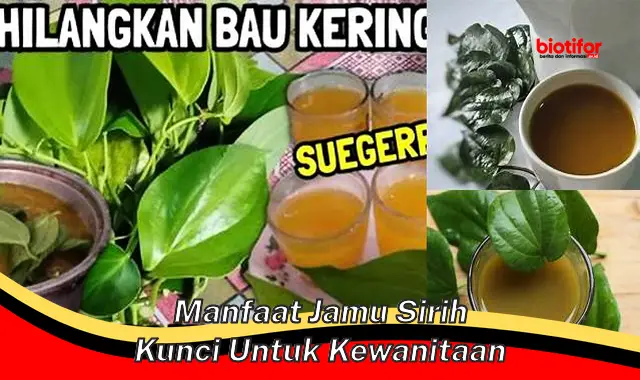 manfaat jamu sirih kunci untuk kewanitaan