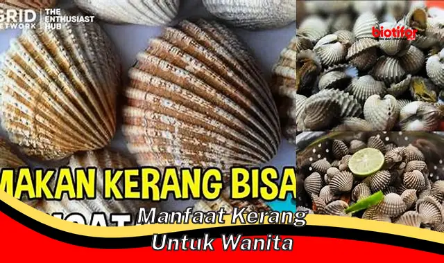 manfaat kerang untuk wanita