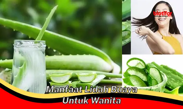 manfaat lidah buaya untuk wanita