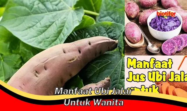 manfaat ubi jalar untuk wanita