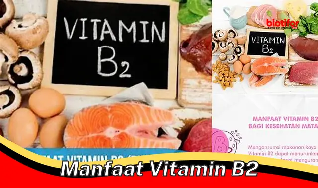 manfaat vitamin b2