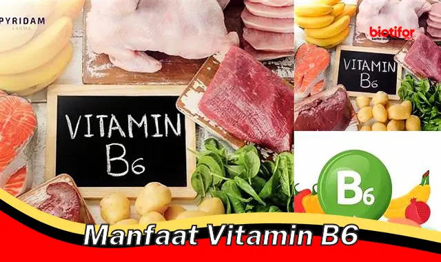 manfaat vitamin b6