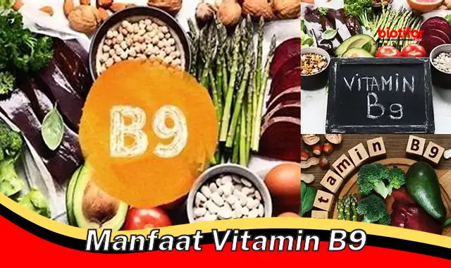 manfaat vitamin b9