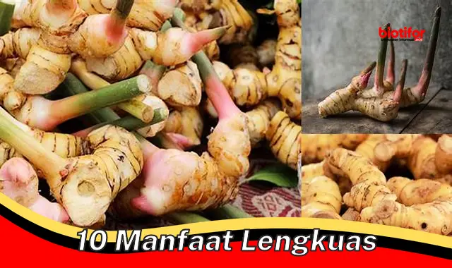 Temukan 10 Keistimewaan Lengkuas yang Jarang Diketahui