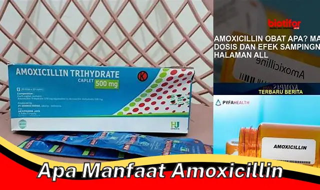 apa manfaat amoxicillin