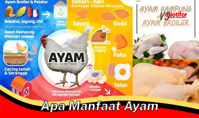 Temukan Khasiat Ayam Yang Jarang Diketahui Wajib Kamu Tahu