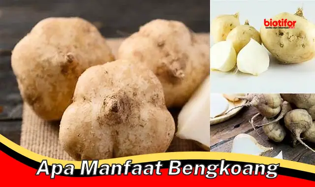 apa manfaat bengkoang