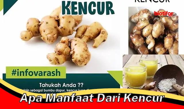 Temukan Khasiat Kencur Jarang Orang Tahu