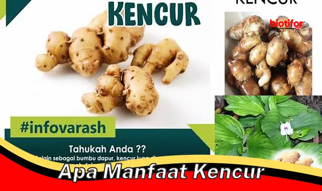 apa manfaat kencur