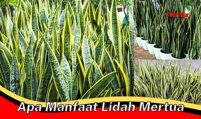 apa manfaat lidah mertua