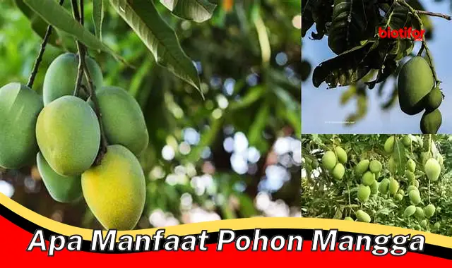 apa manfaat pohon mangga