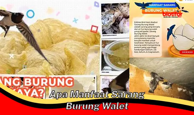 apa manfaat sarang burung walet