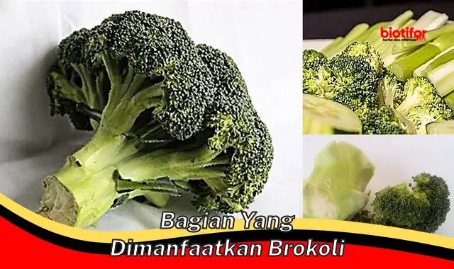 bagian yang dimanfaatkan brokoli