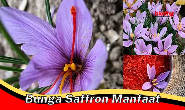 bunga saffron manfaat