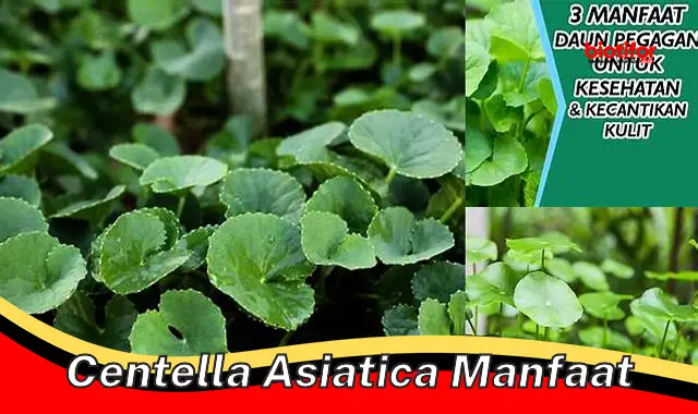 Temukan Manfaat Centella Asiatica yang Jarang Diketahui