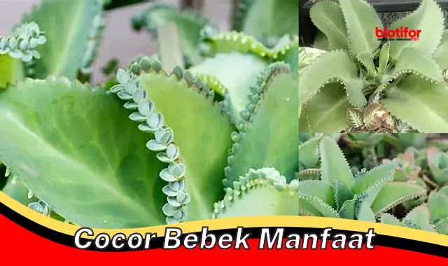 Temukan Manfaat Cocor Bebek yang Jarang Diketahui