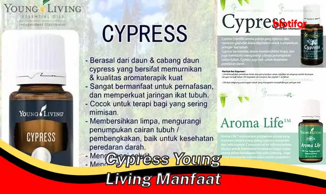 cypress young living manfaat