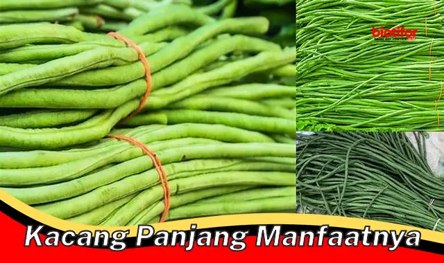 kacang panjang manfaatnya