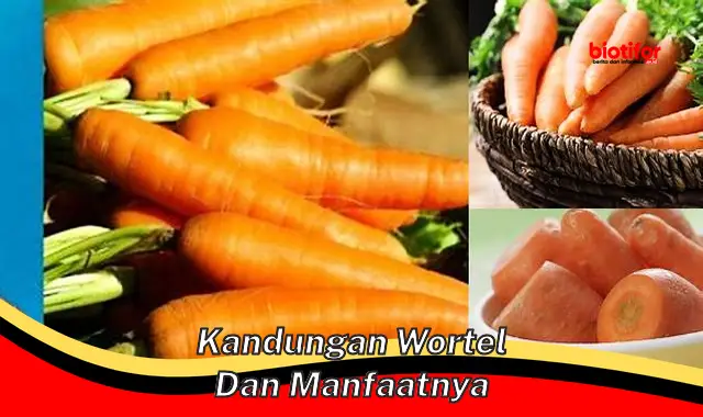 kandungan wortel dan manfaatnya