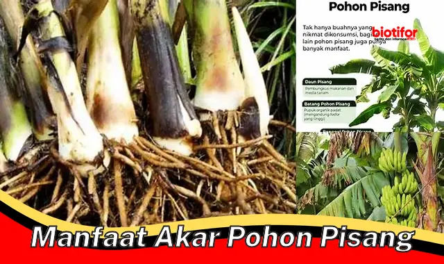 manfaat akar pohon pisang