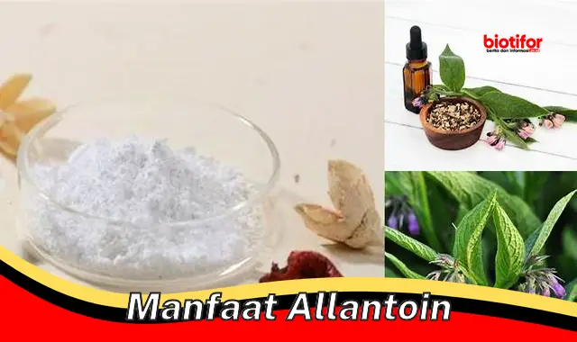 manfaat allantoin