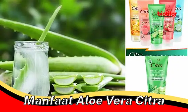 manfaat aloe vera citra